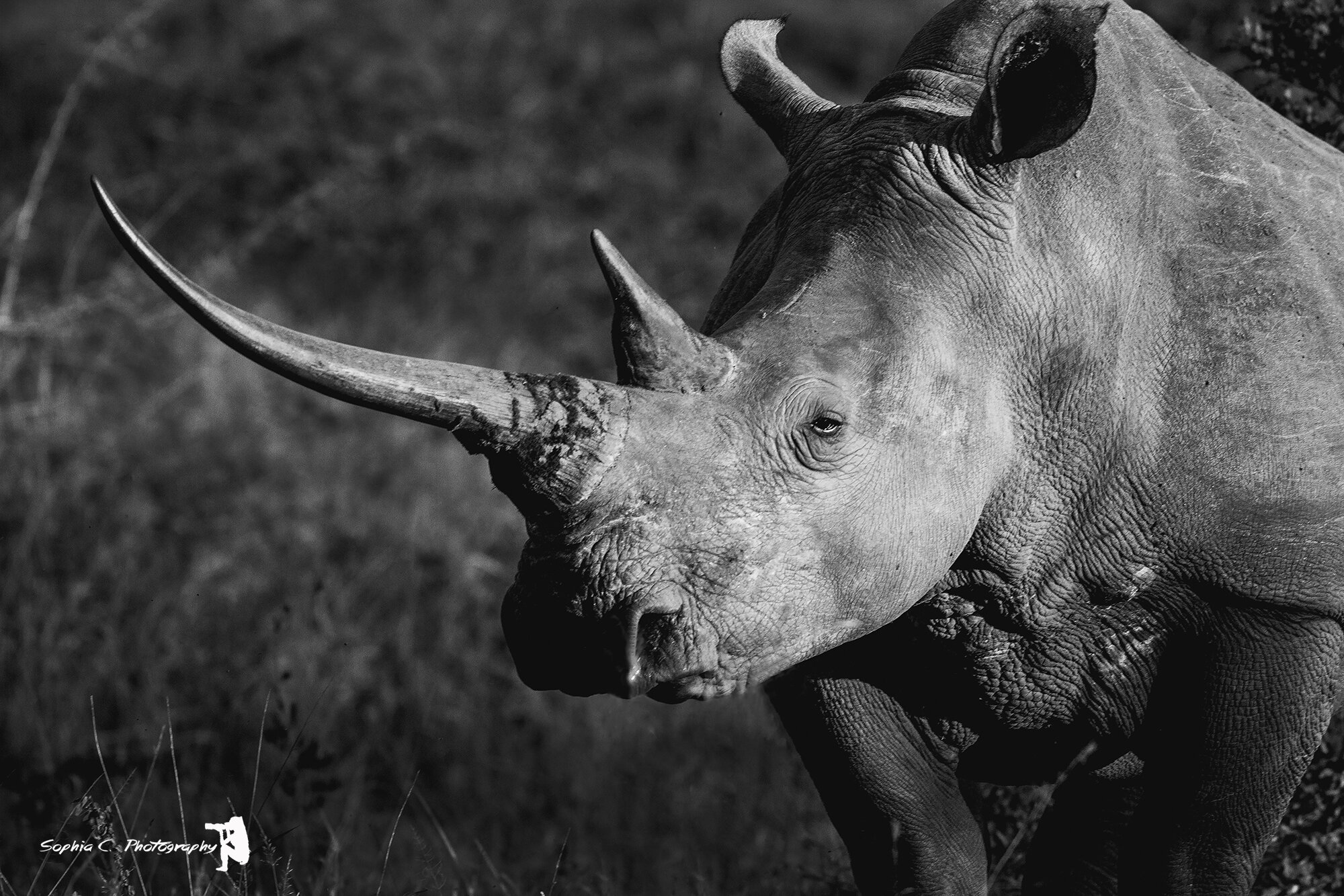 rino 4 .jpg