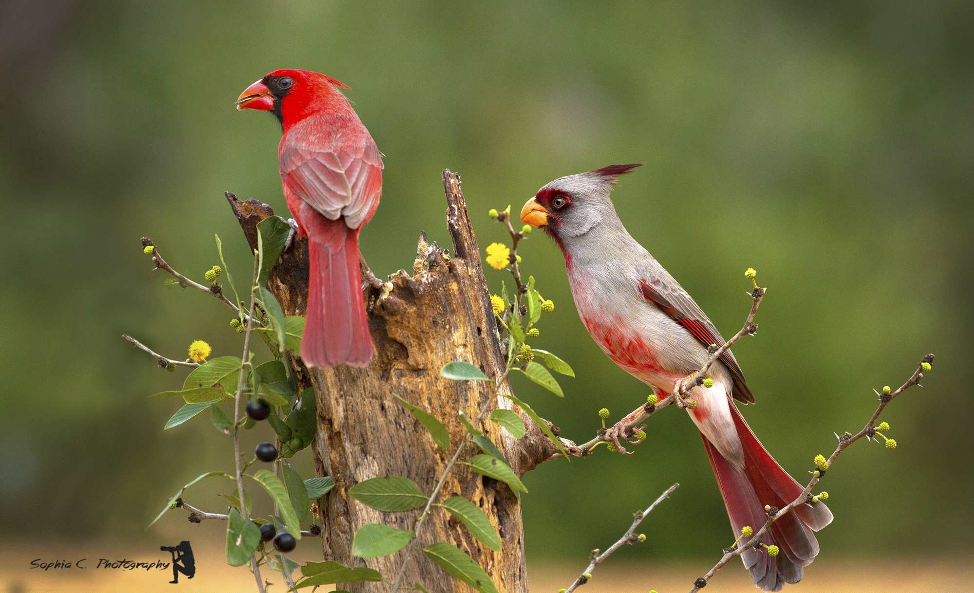 cardinal and pyrrhuloxia 1.jpg
