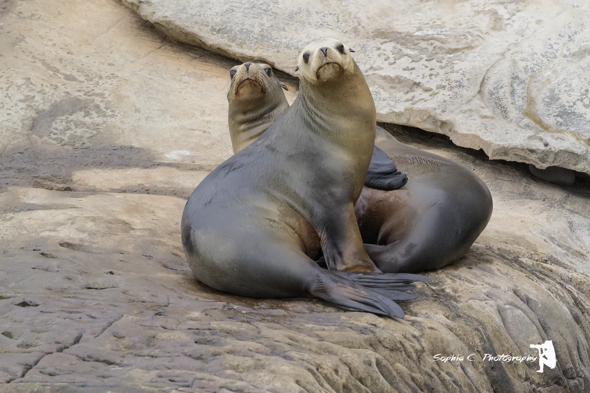 sealions.jpg