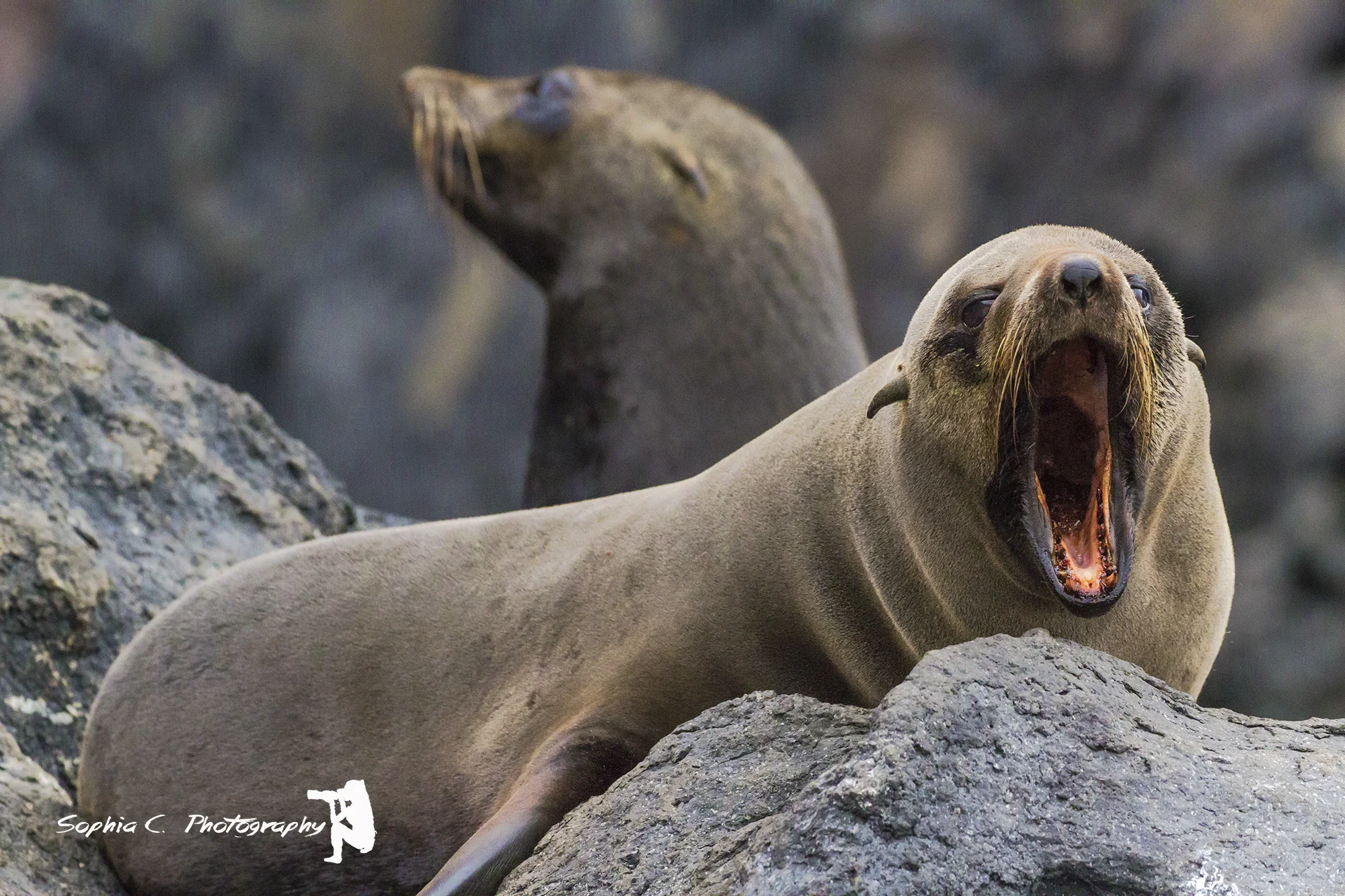 seal.jpg