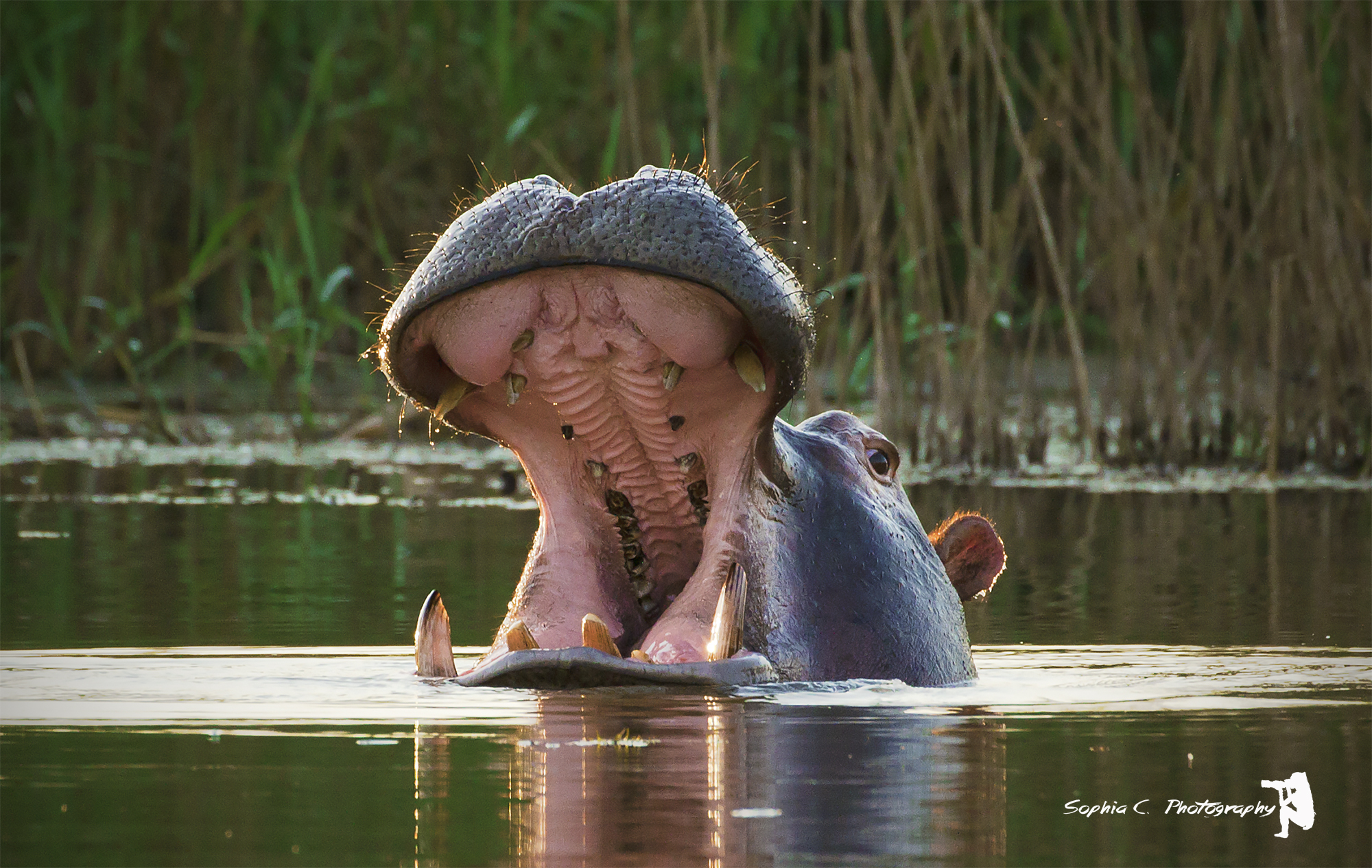 hippo.jpg