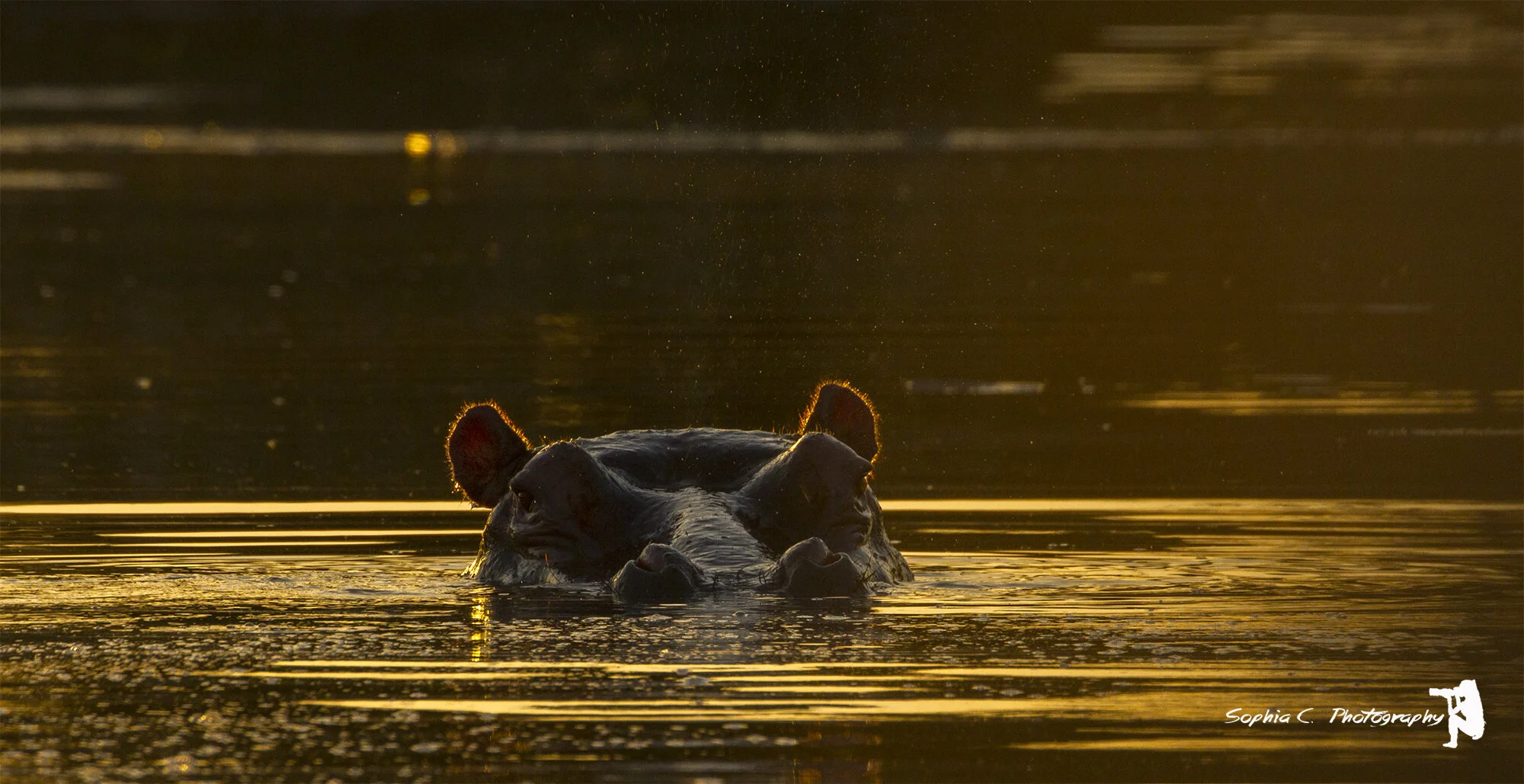 hippo.2.JPG