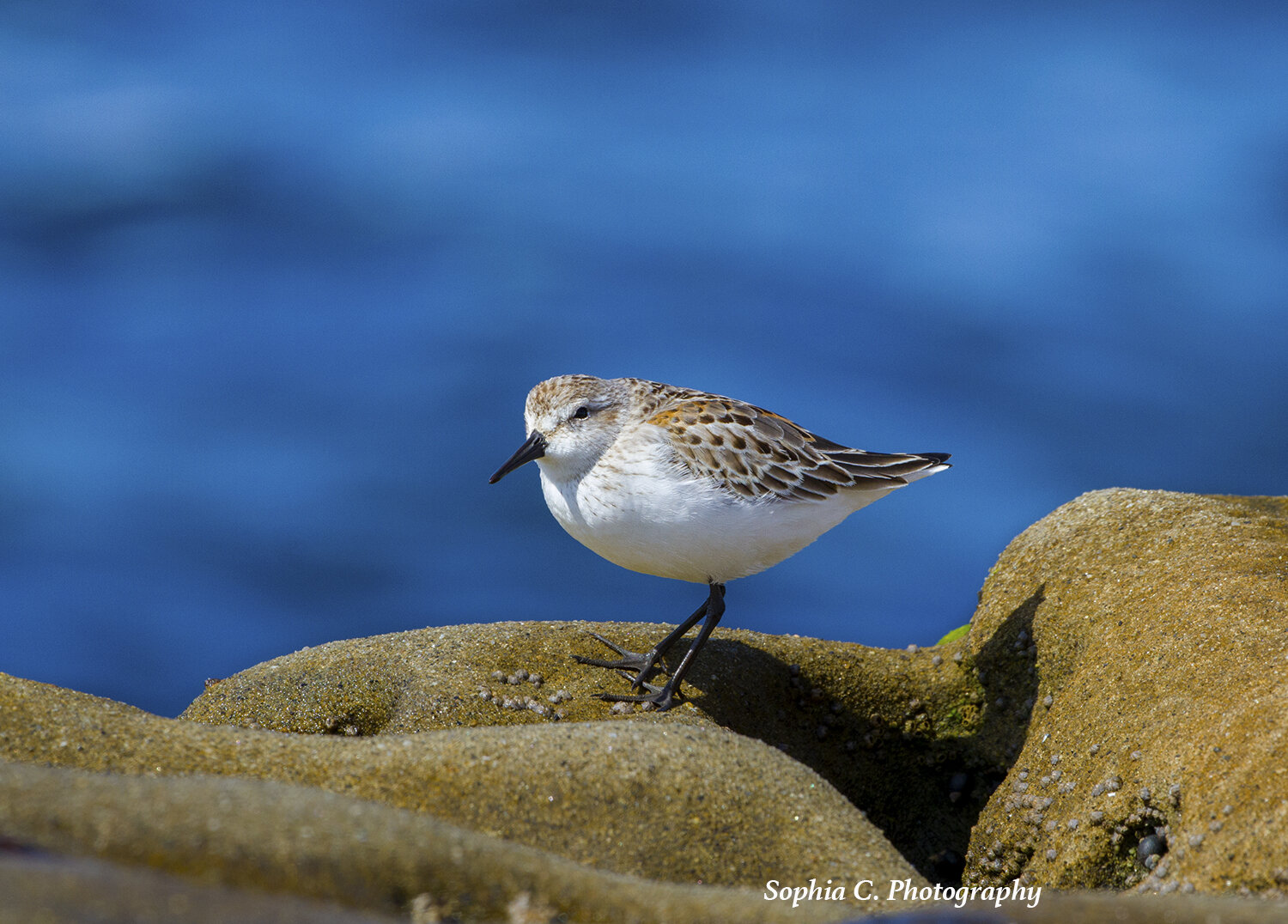 semipalmated sandpiper.jpg