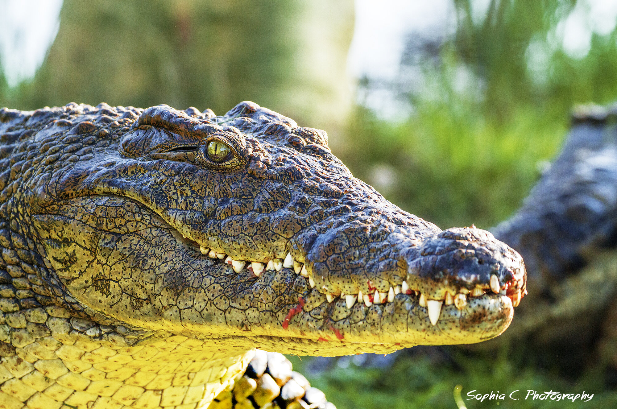 croc print.jpg