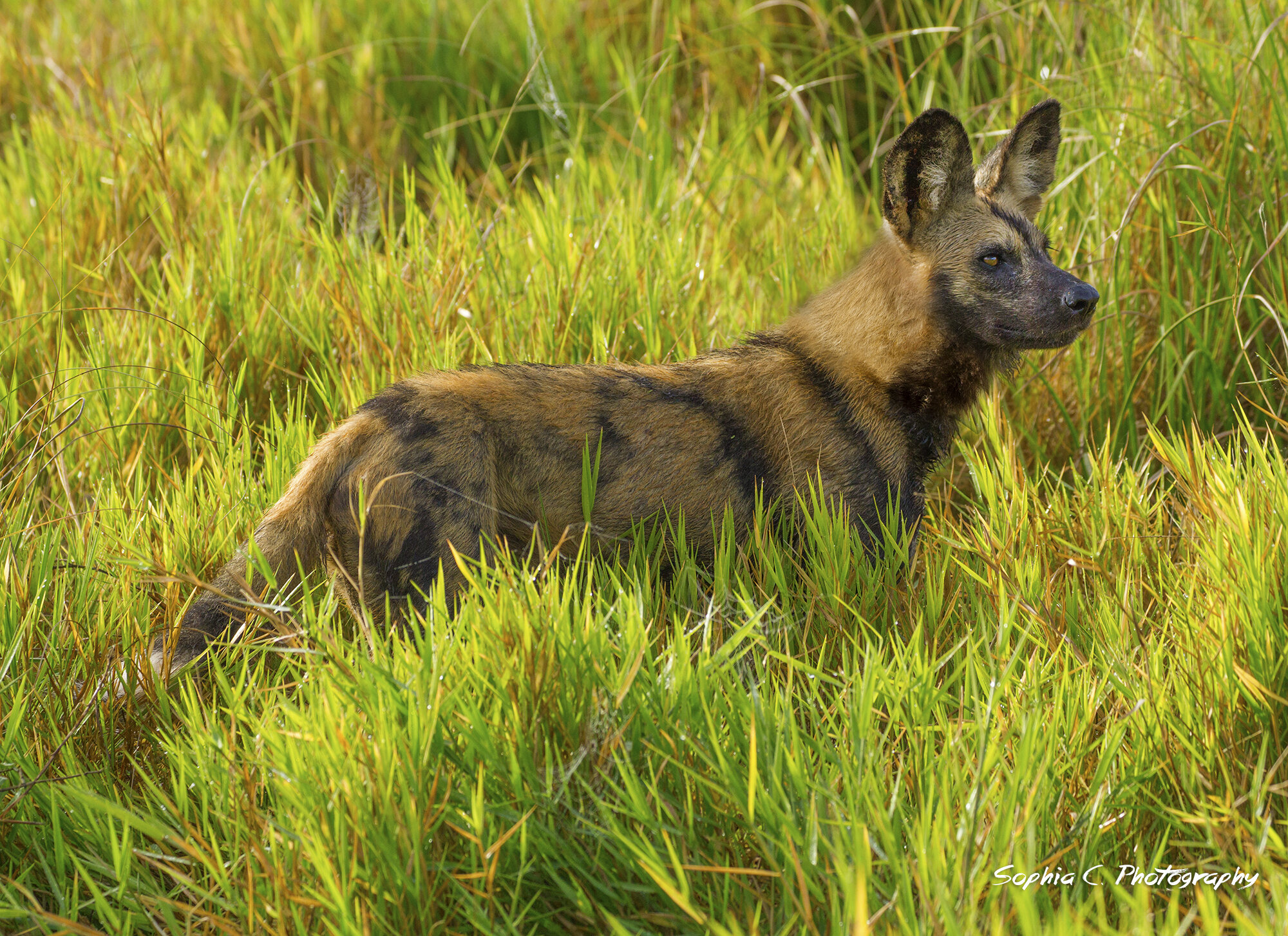 wilddog.jpg
