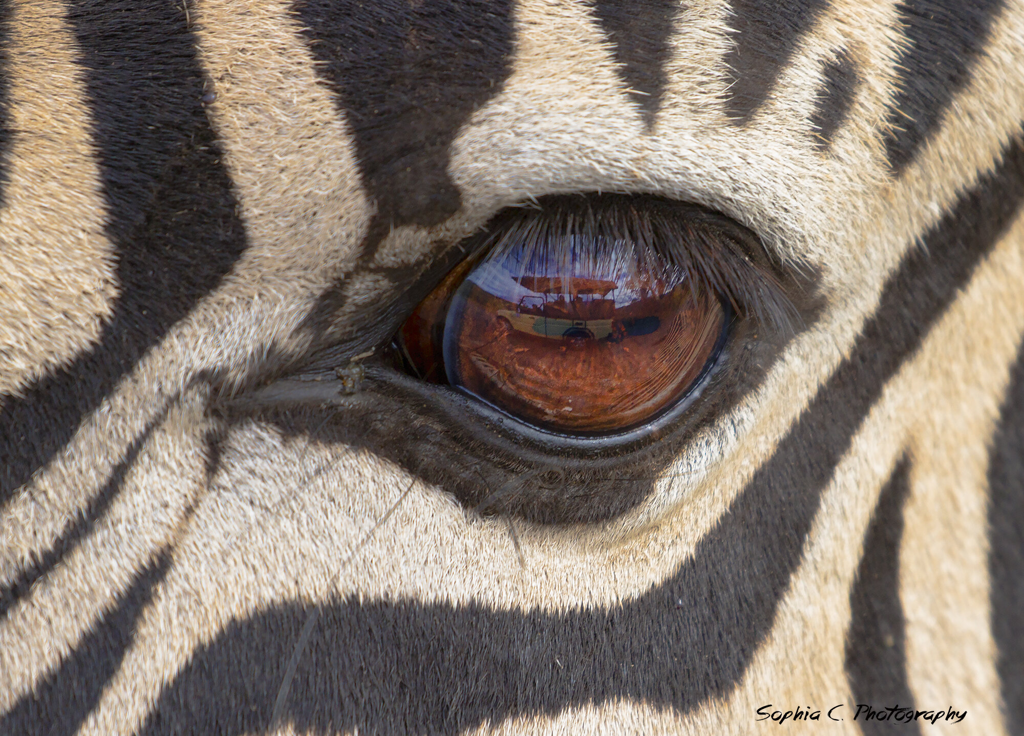 zebra 4.jpg