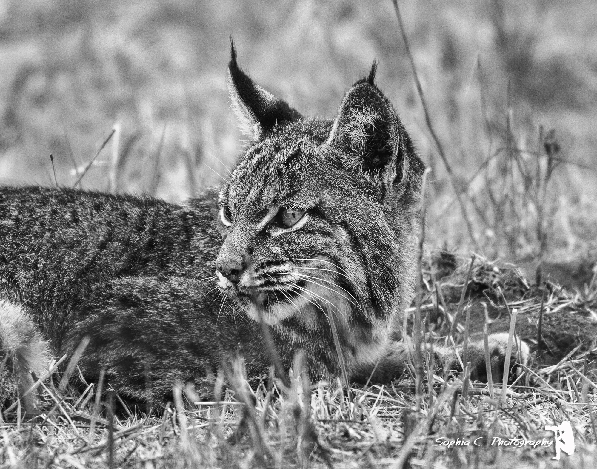 cat black and white.JPG