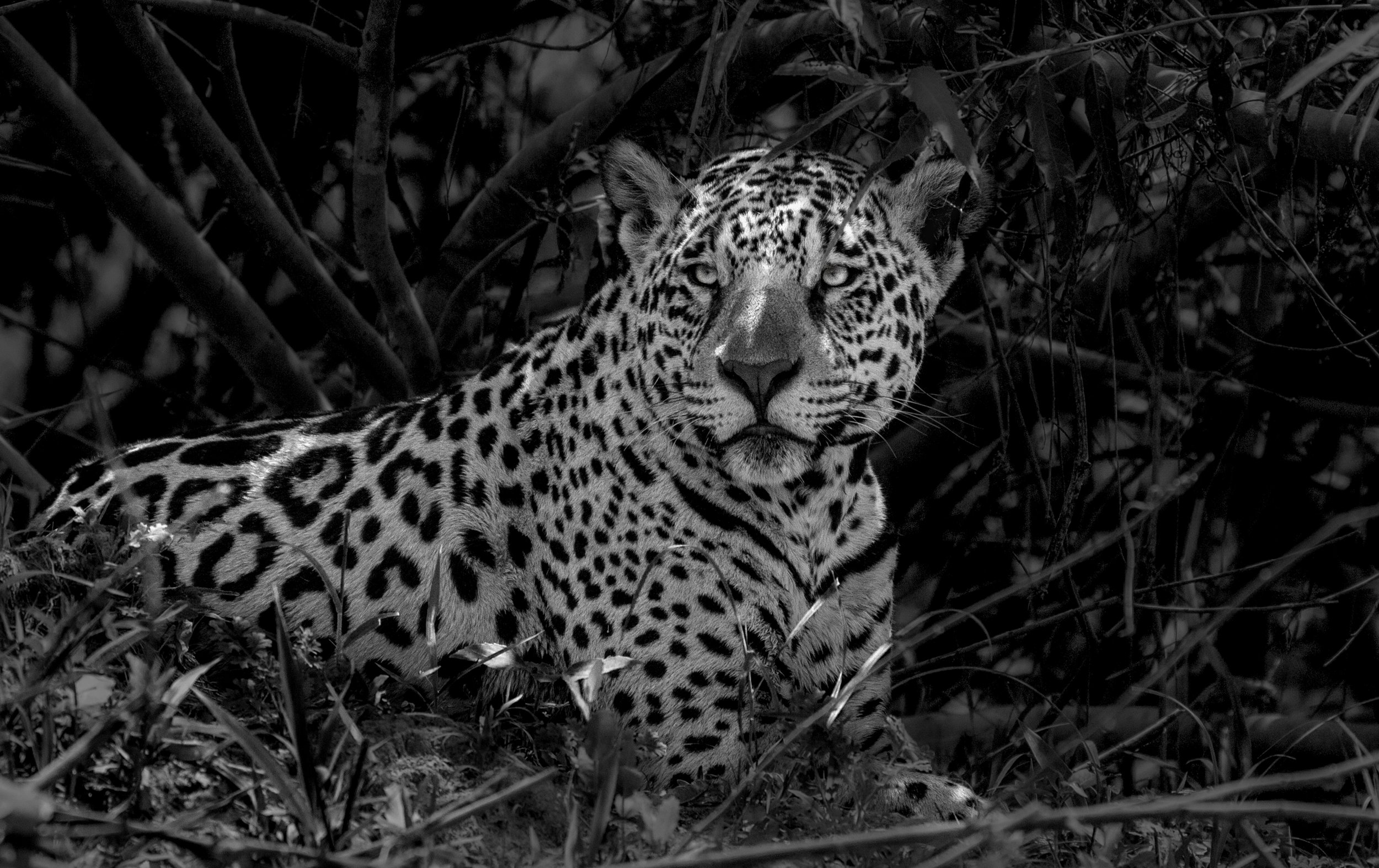jaguar 7A .jpg