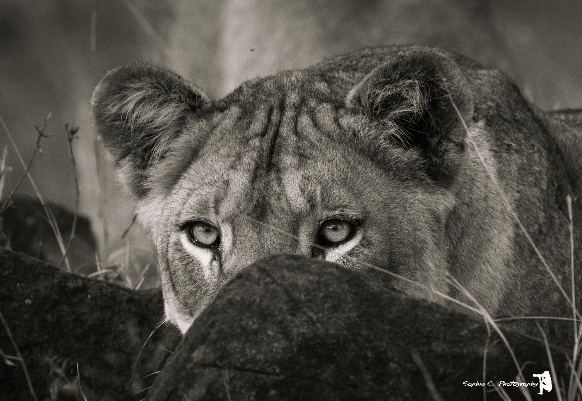 Lioness BnW.JPG