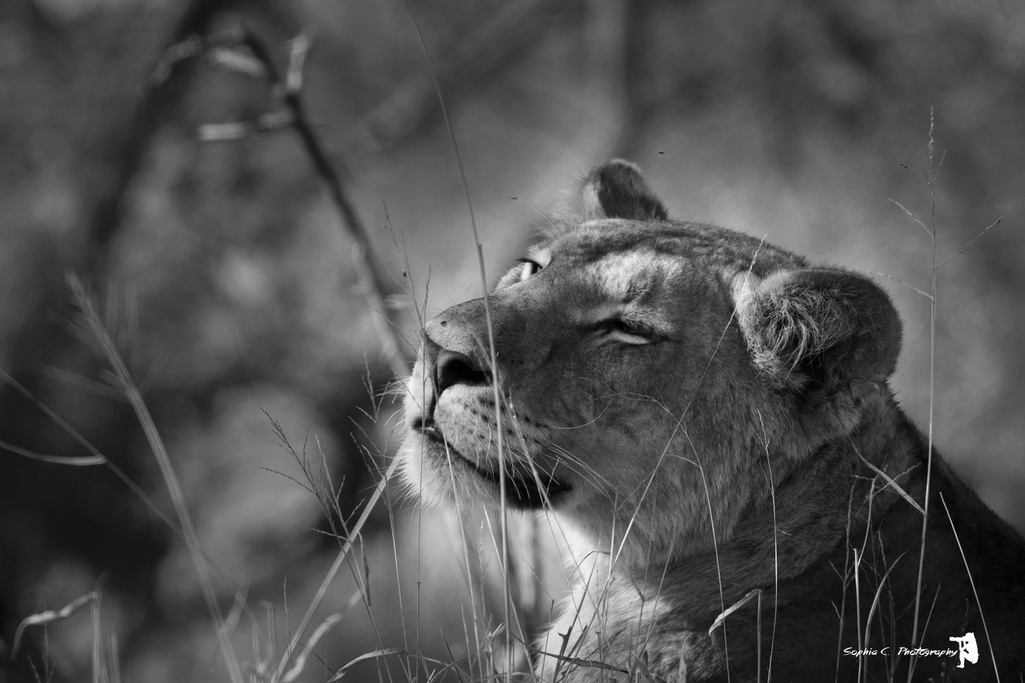 lioness BnW 2.JPG