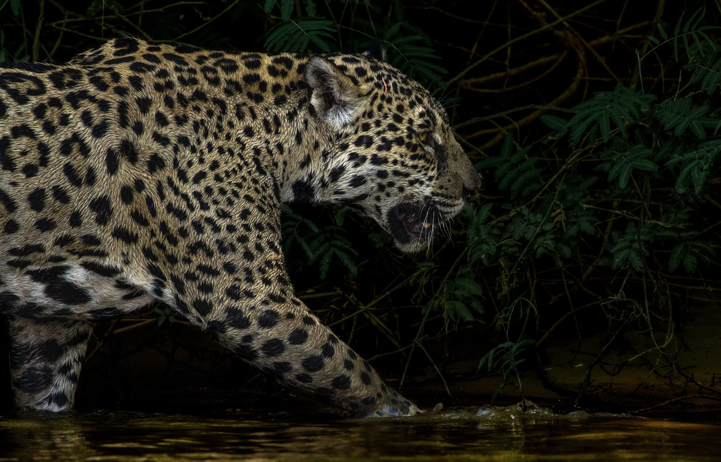 jaguar 7A.jpg