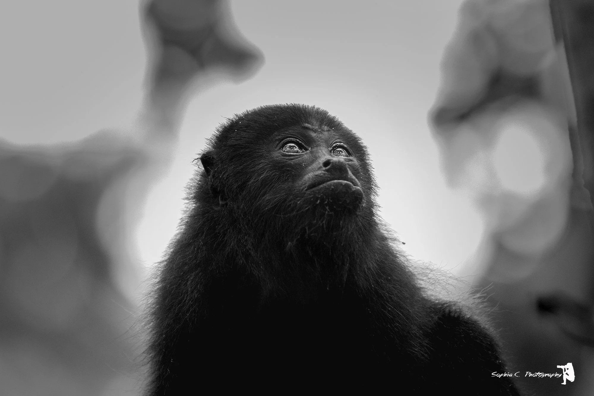 howler monkey 2.JPG