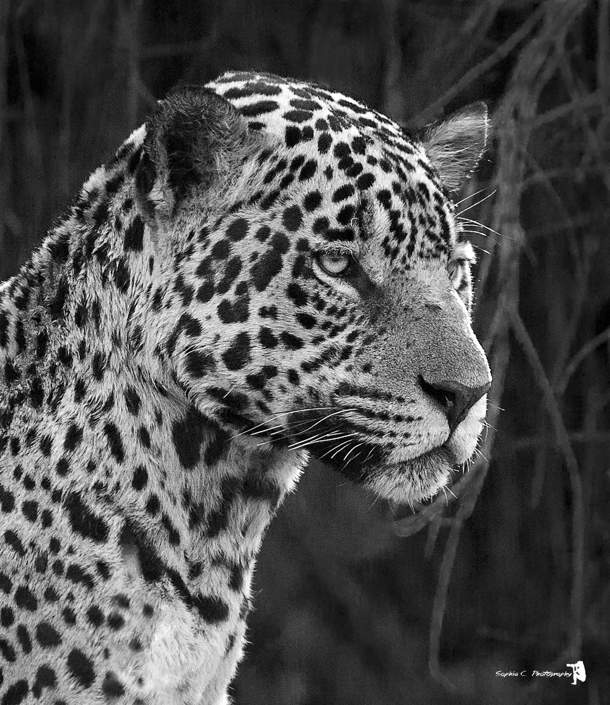 jaguar profile 2.JPG