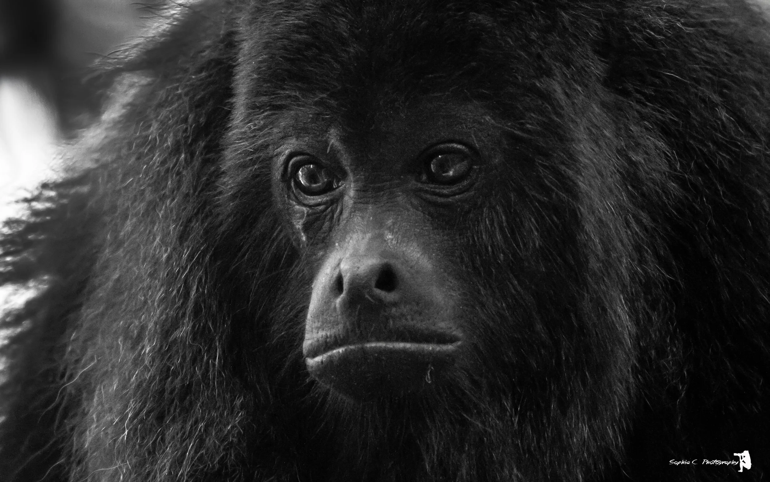 howler monkey.JPG