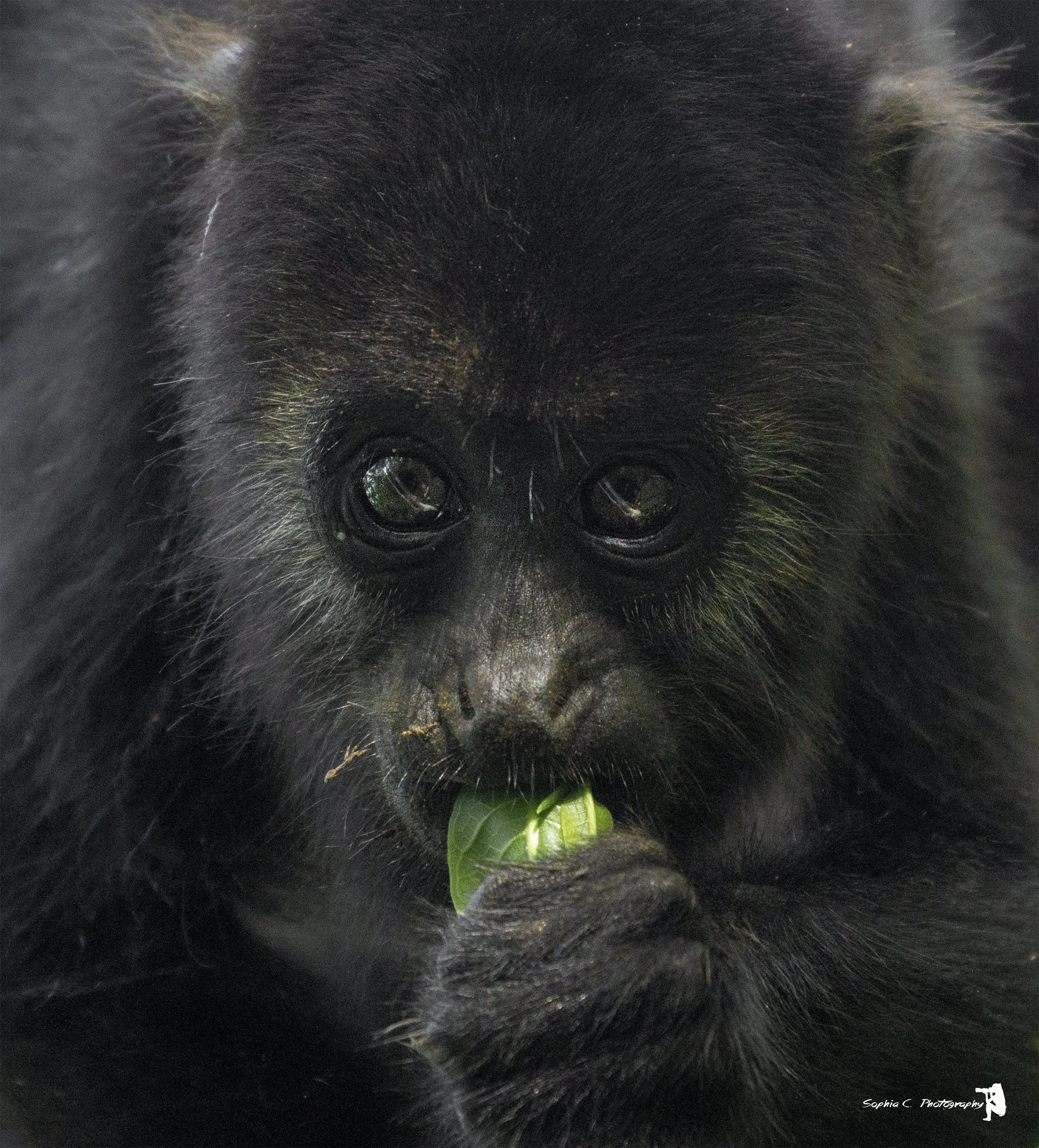 baby howler monkey.JPG
