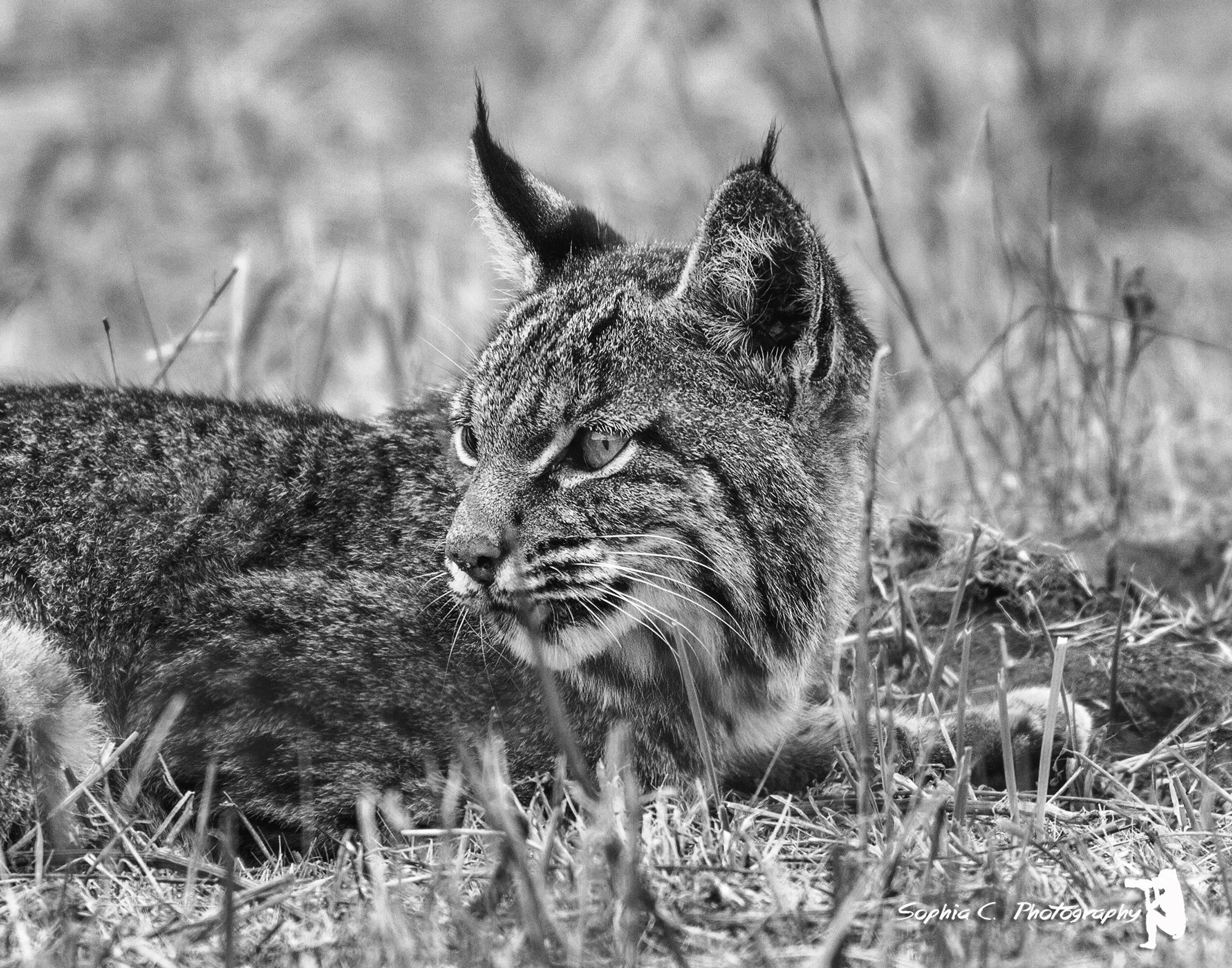 cat black and white.JPG