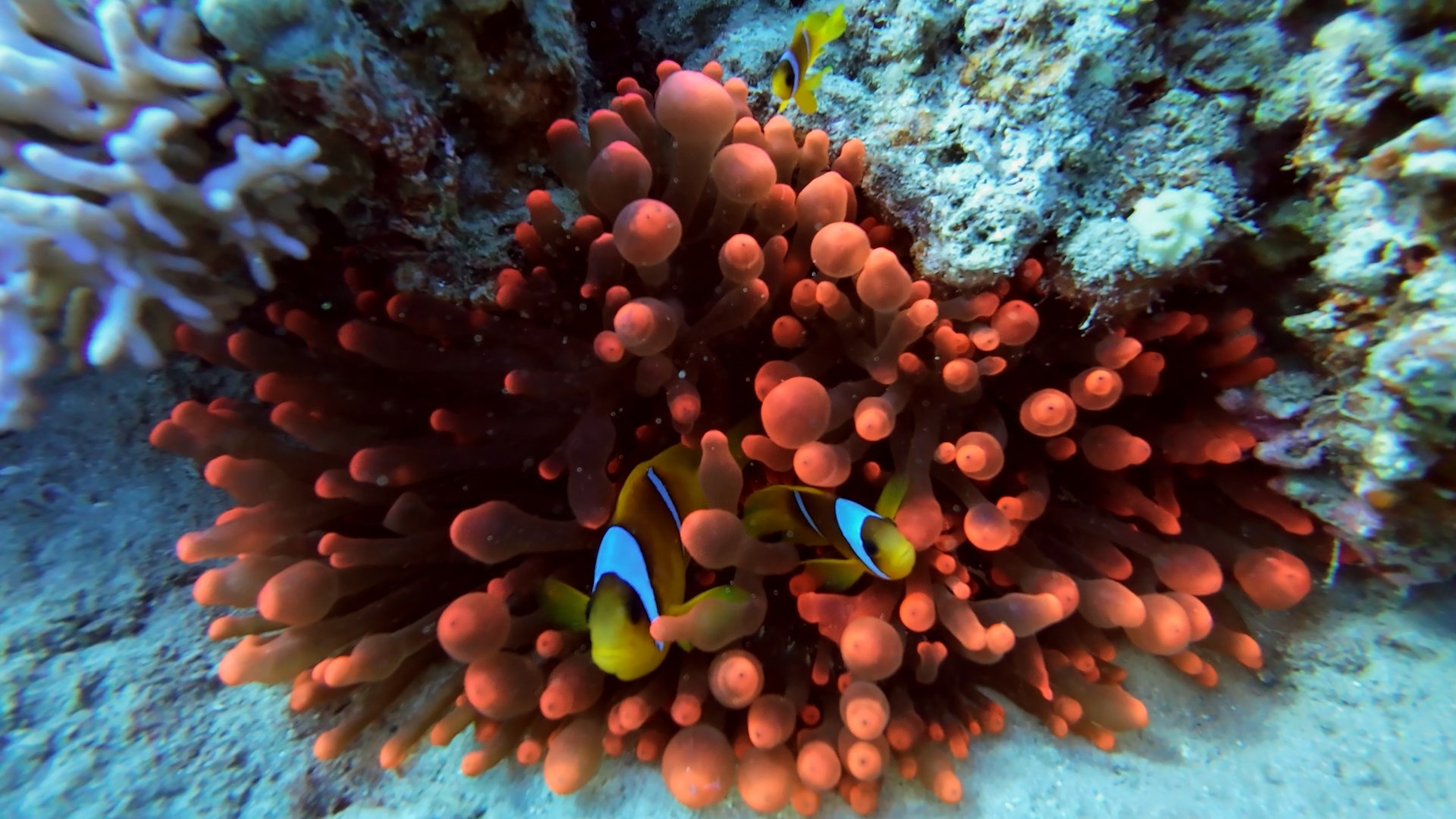 clownfish_1.3.1.jpg