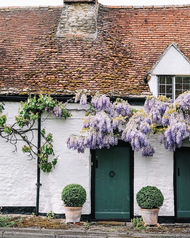 probably my last wisteria pic of the season so i hope you enjoy it 💫 have a lovely sunday ✨