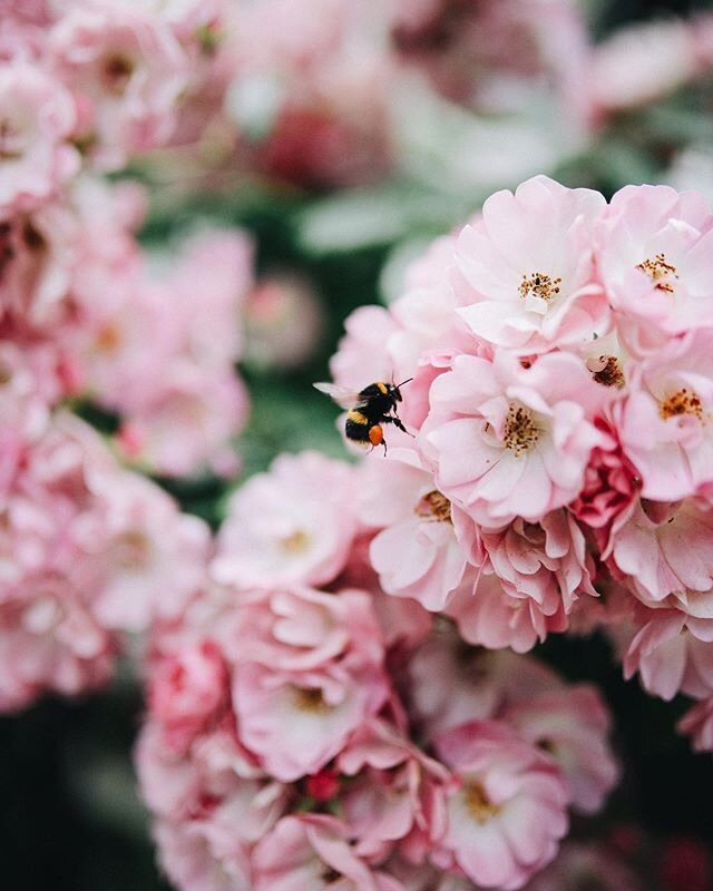 been a busy little bee these past few weeks 🐝 can&rsquo;t wait to share what we&rsquo;ve been up to 👀 this photo was taken on today&rsquo;s walk in London ✨