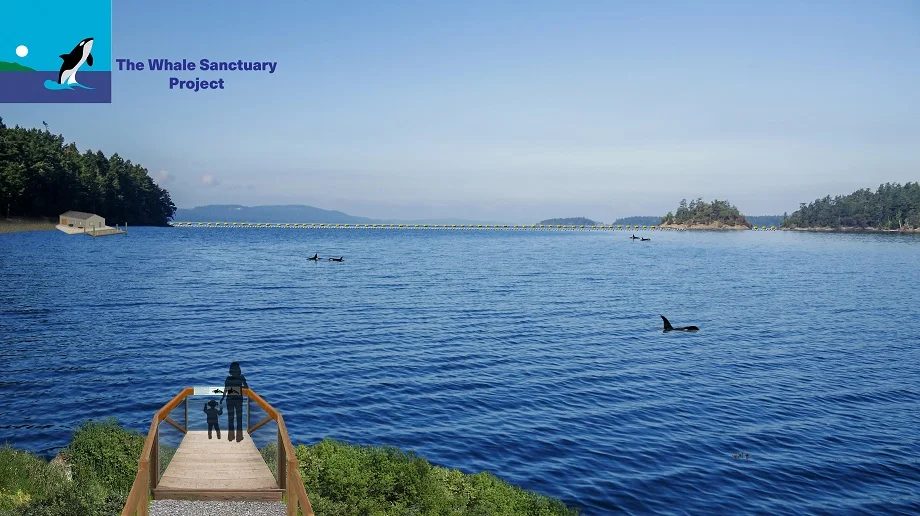 Photo from Shutterstock via Whale Sanctuary Project