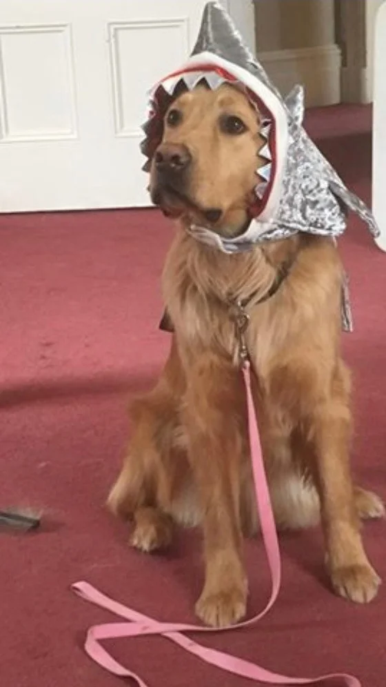 HELLO 2019/ 2018 Recap 