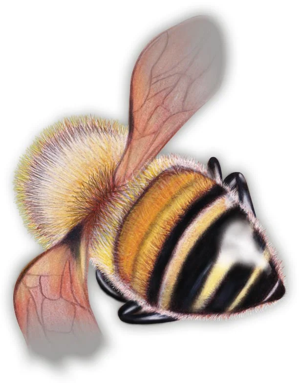 dead bee development.jpg