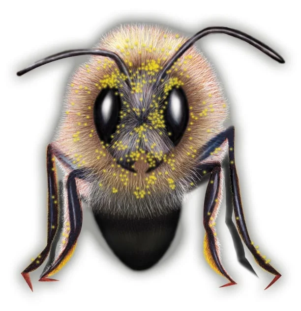 face on development.jpg