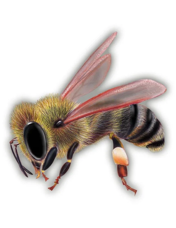 sideways development.jpg