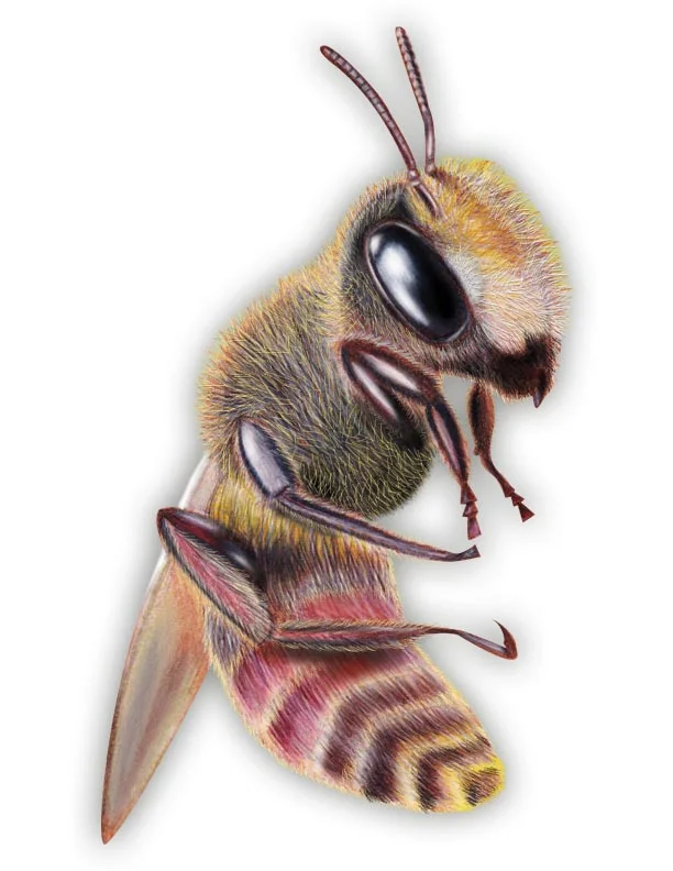 upright development.jpg