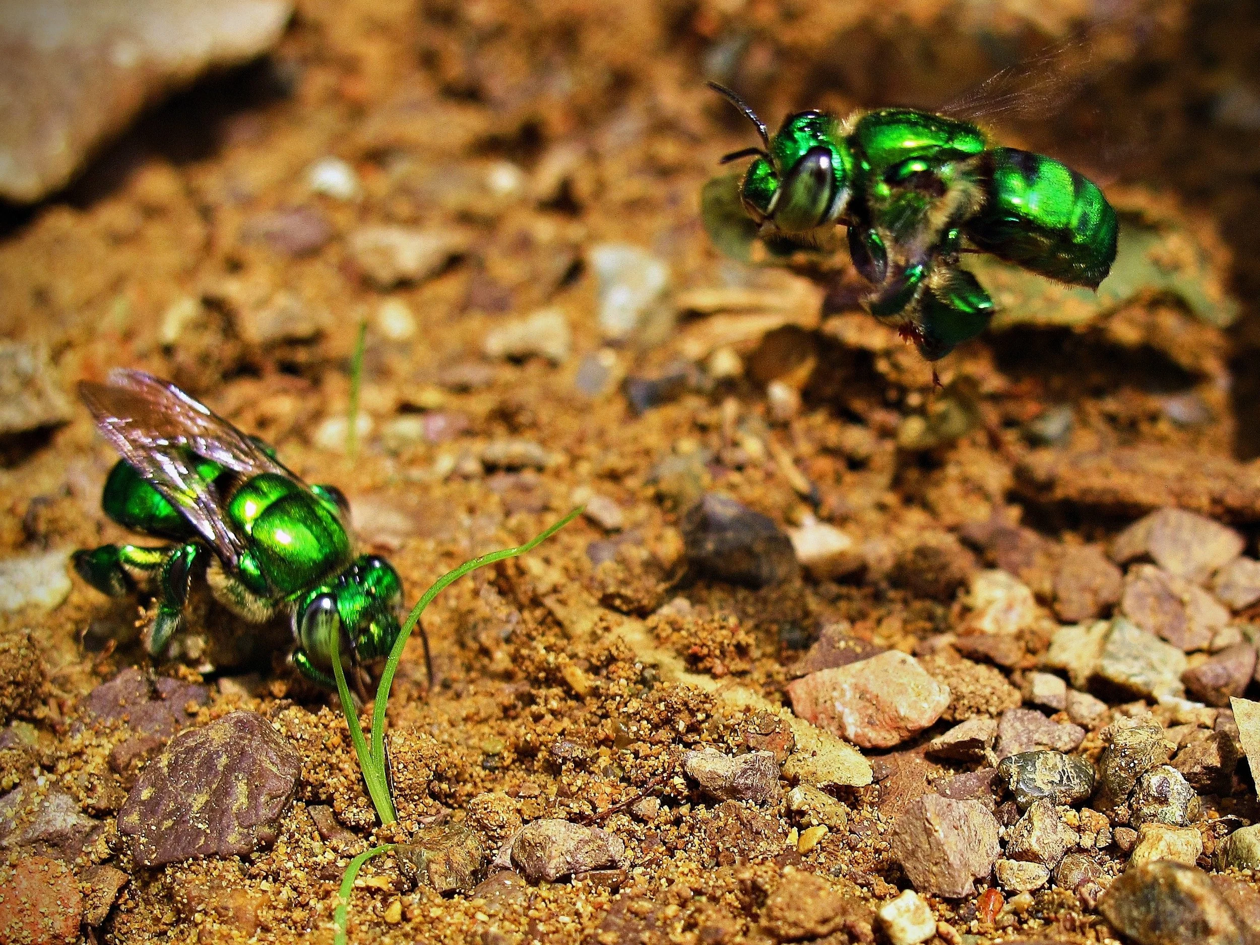 Euglossa_imperialis.png