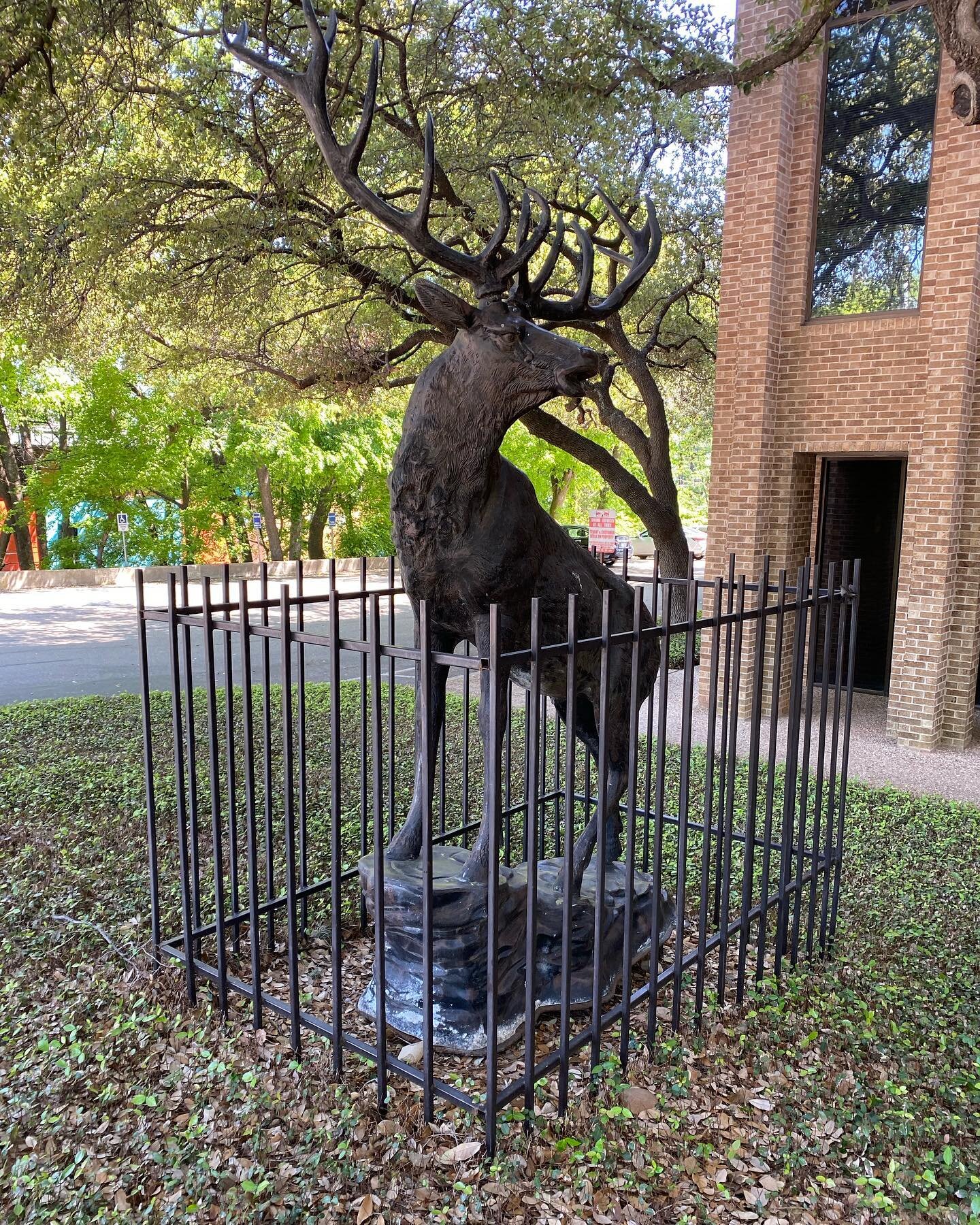 Public art found in Austin, Texas &hellip; I&rsquo;m not sure if the artist who sculpted this deer intended for the cage like fence to surround it like this, but I love it!

#AustinTexas #AnimalSculpture #PublicArt