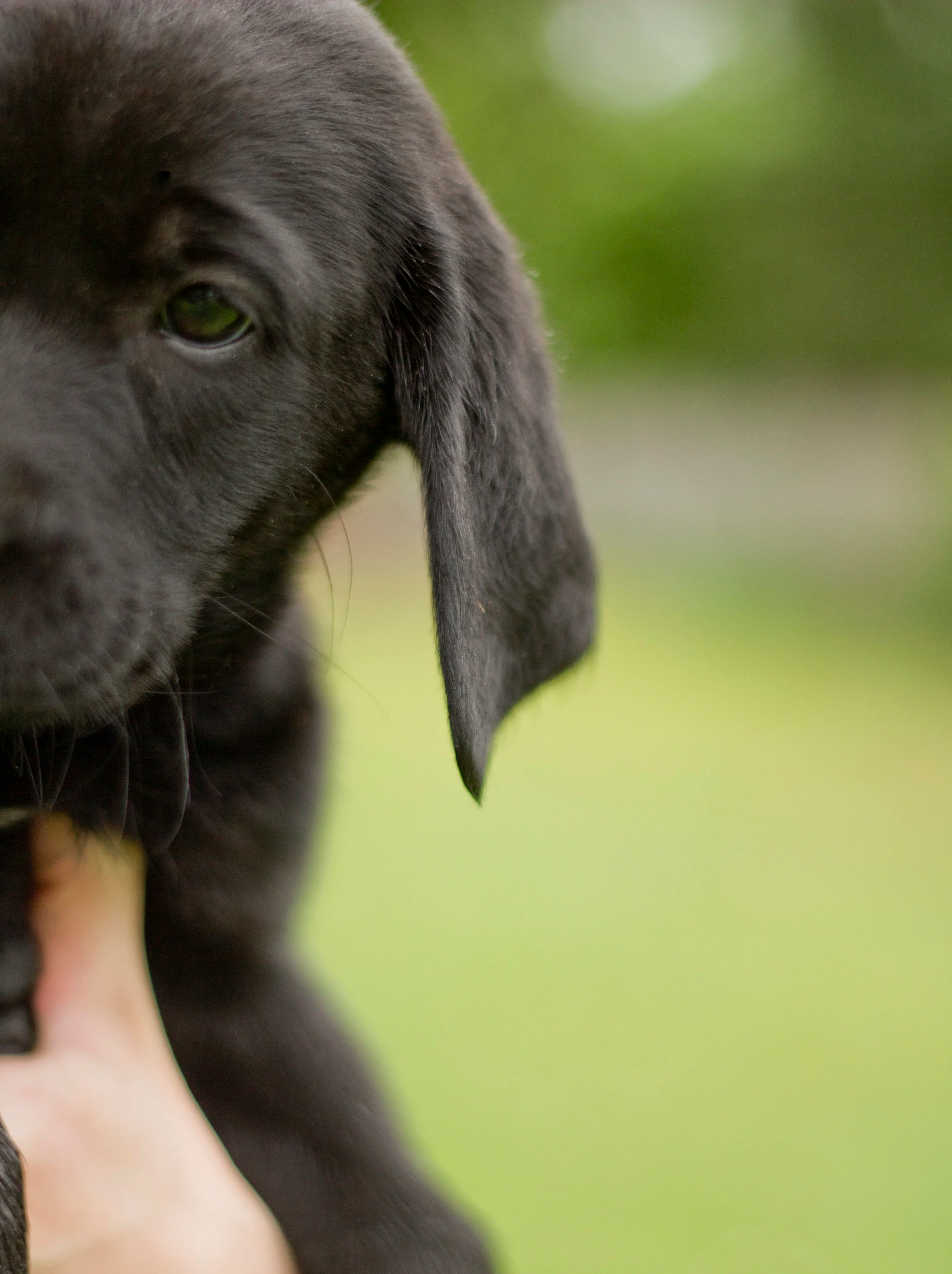Black Labrador black Labrador Retriever puppy from Hammonton, New Jersey