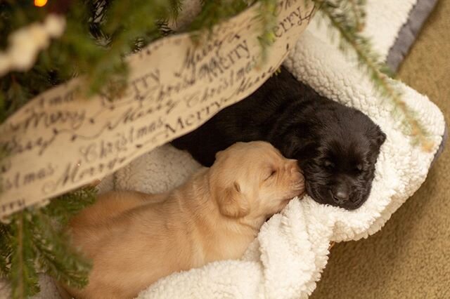 Christmas lasts all month around here, especially when you have these little fluff balls to put under the tree!
🎄&hearts;️🎁
We had 6 pups and are currently setting up appointments to visit them. Let us know if you&rsquo;d like to come!