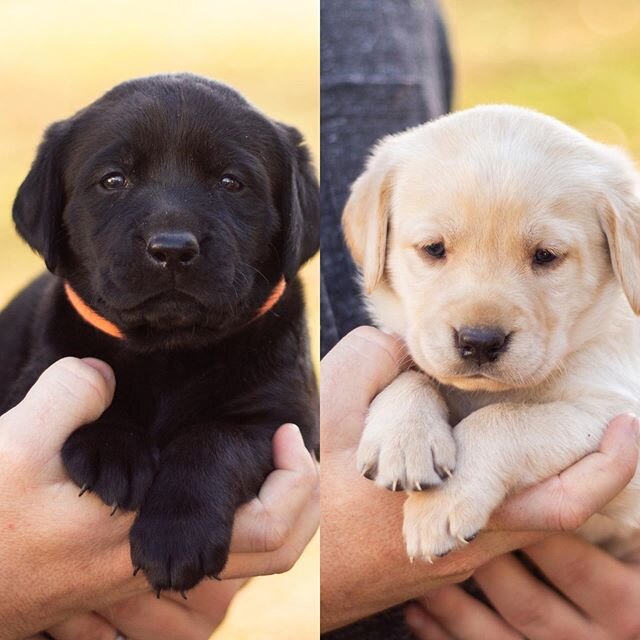 Thank you so much to everyone who has been sharing our pups! Each puppy is now reserved. If you&rsquo;re still hoping to get a pup from us, we will add you to the list for our next litter!
(Pictured here are Voodoo and Luna)