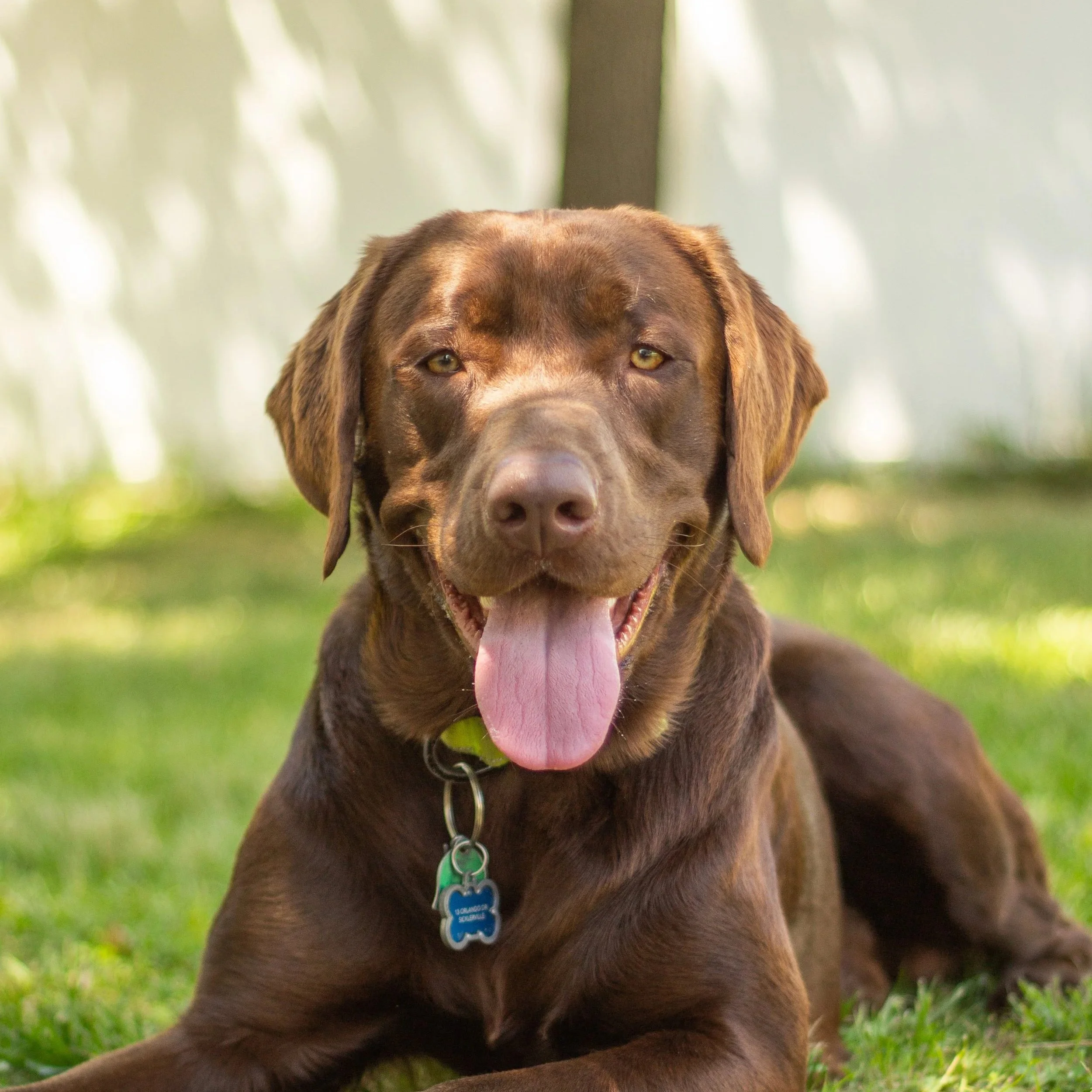 Chocolate Male American Labrador Retriever