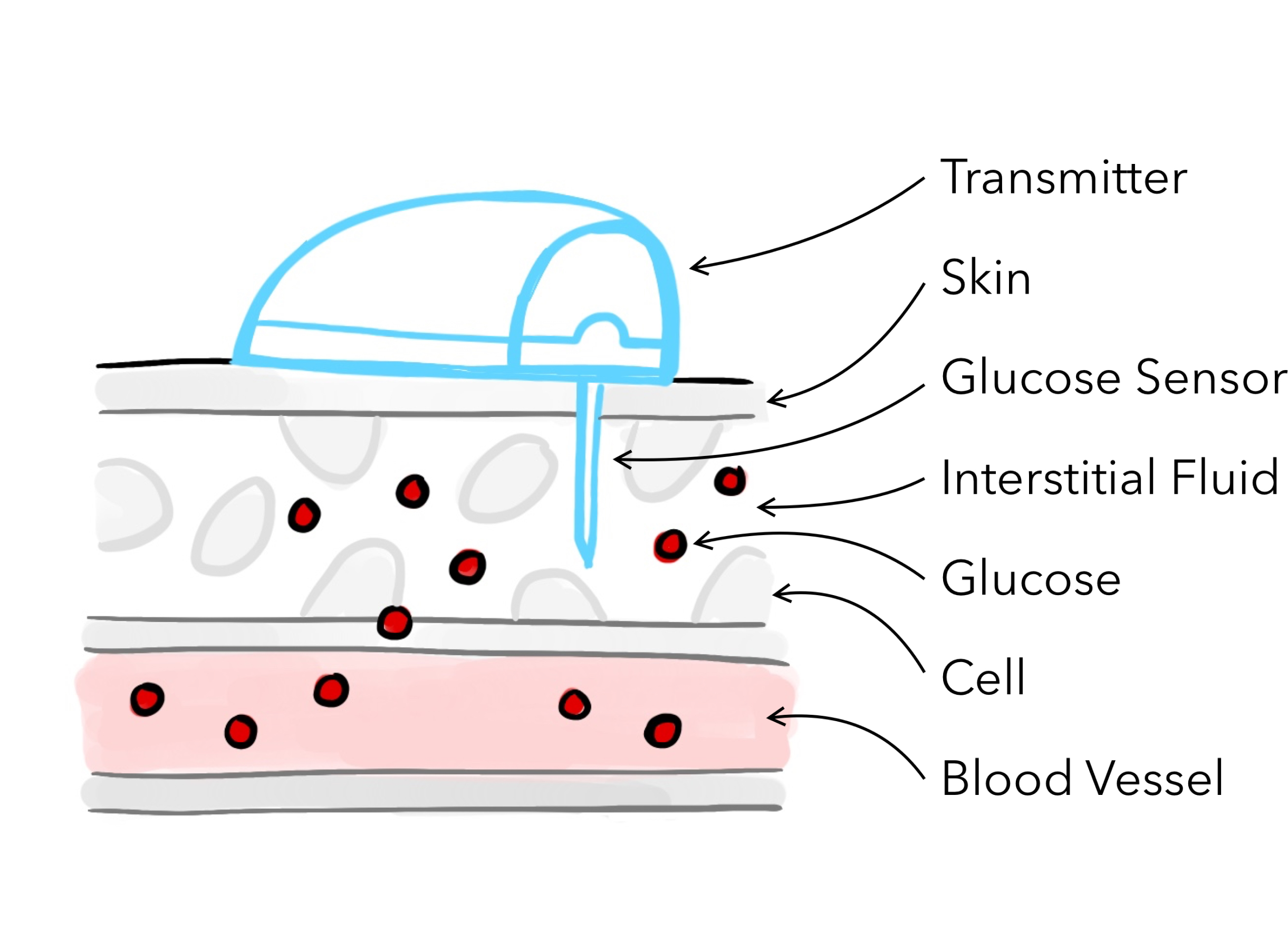 illustration_SensorAnatomy.png