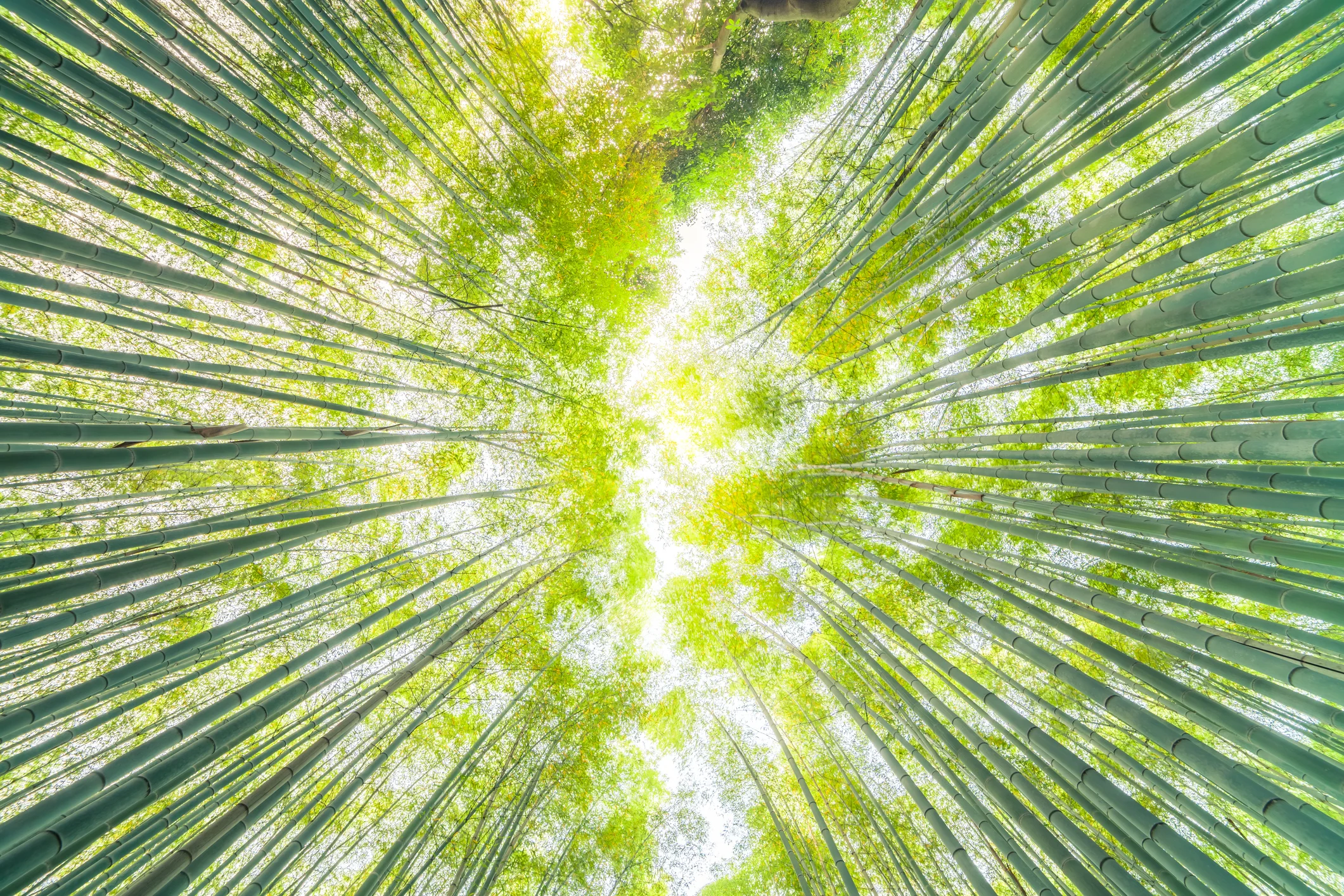 iStock-628118540 (1).jpg