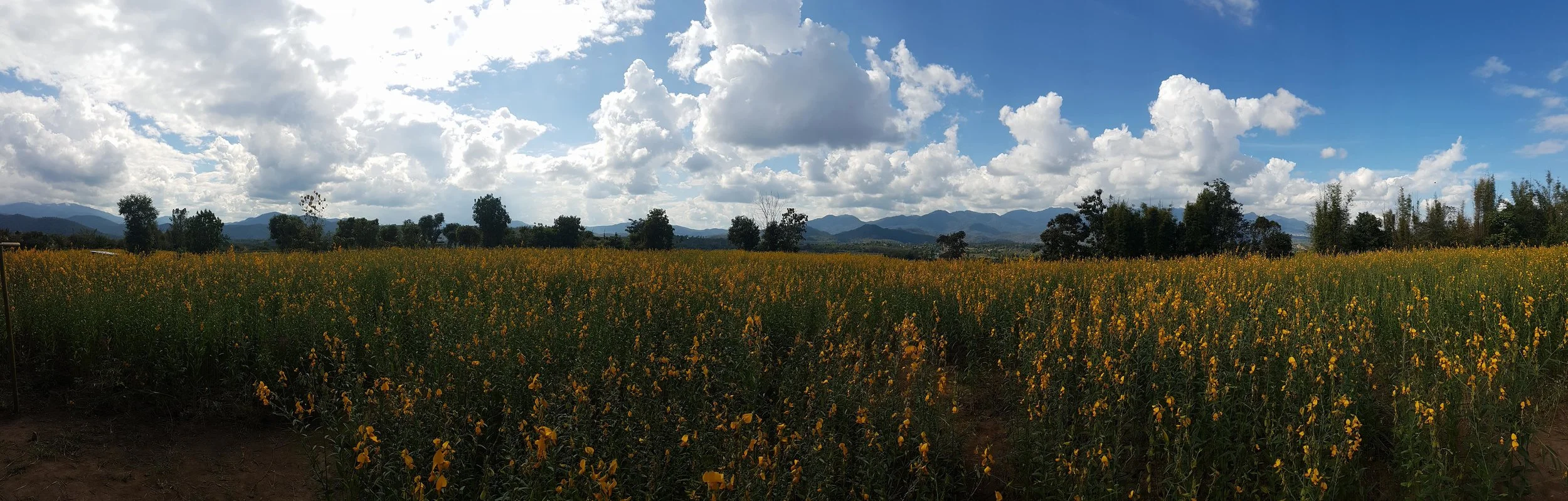 Beautiful Chrysanthemum fields