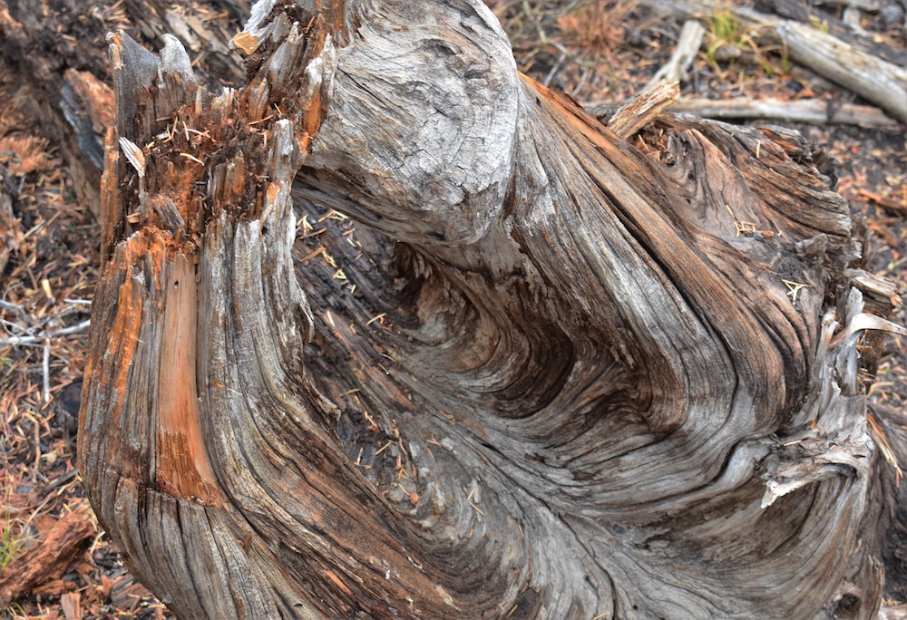 From top: Palisades lakeside; surface water; tree stump