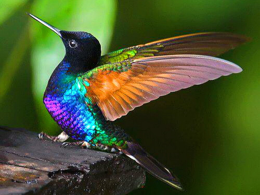 hummingbird.jpg