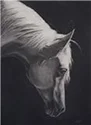 horse head