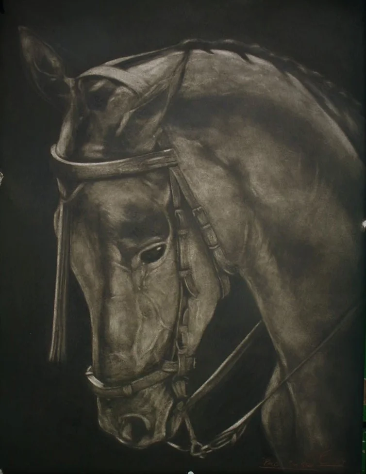 ‘‘ Spanish Horse’’ Charcoal on board, 32 x 44ins