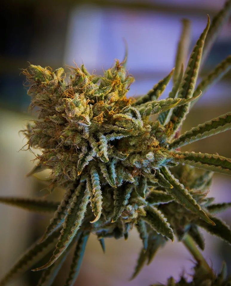 Buddha Tahoe OG .jpg