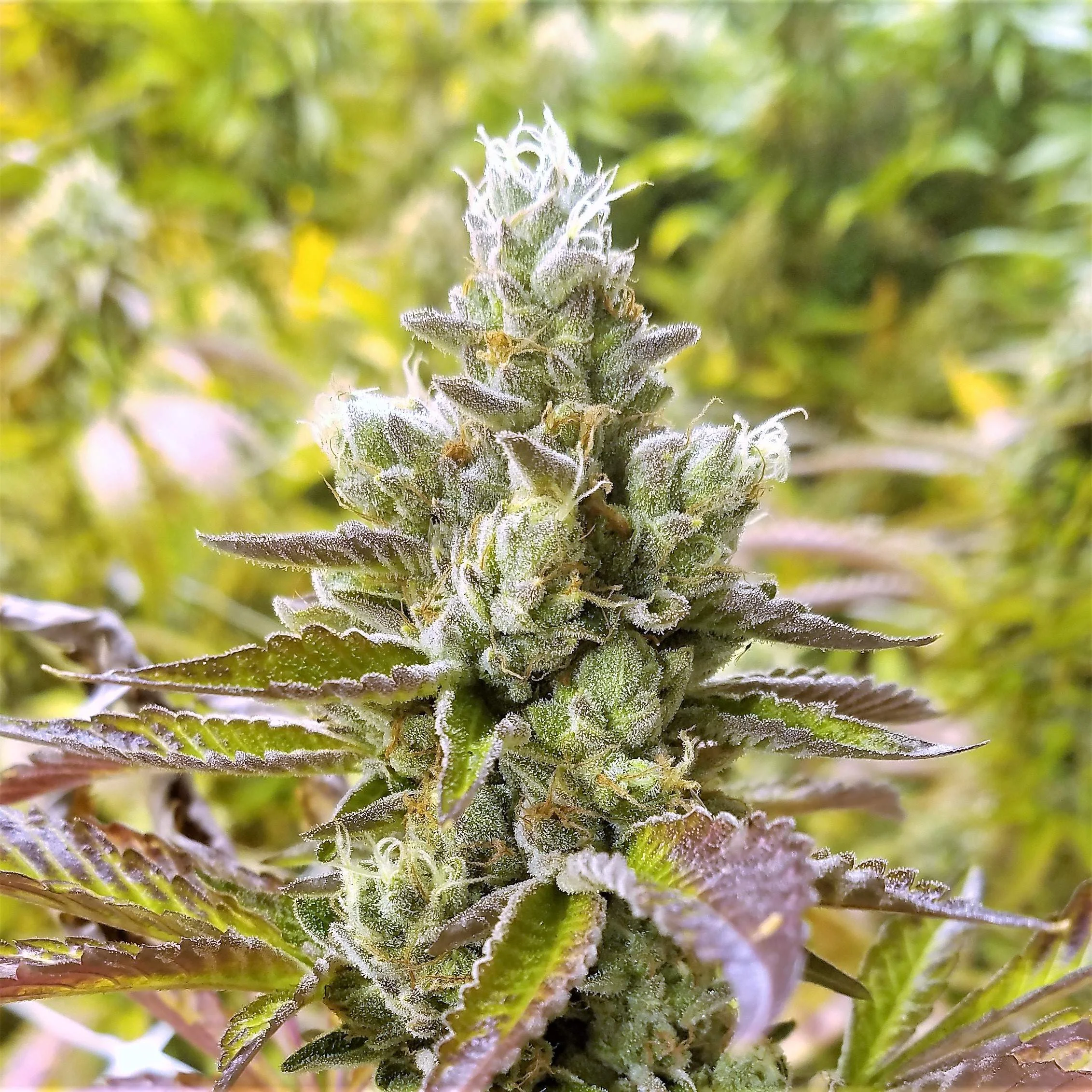 sour dosido.jpg