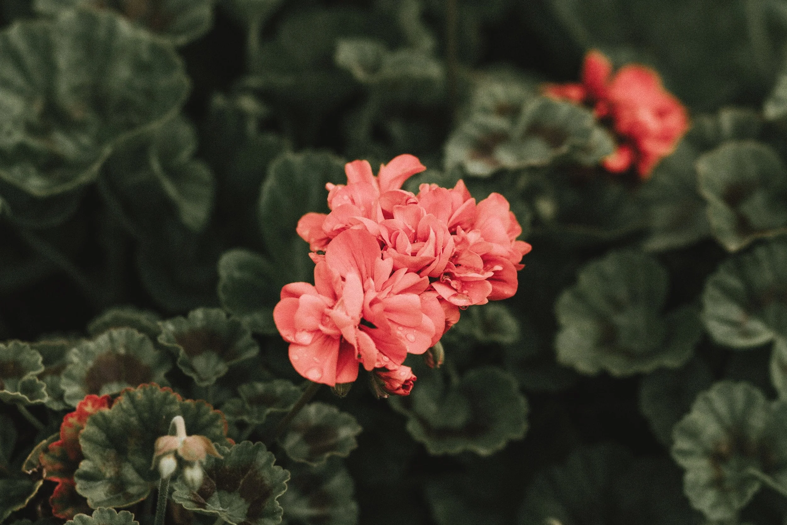 An expert talk on Geraniums and Pelargoniums by Robyn Bible