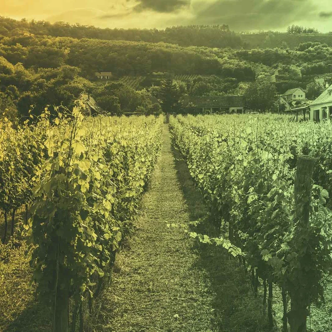 Asset & Investment Management