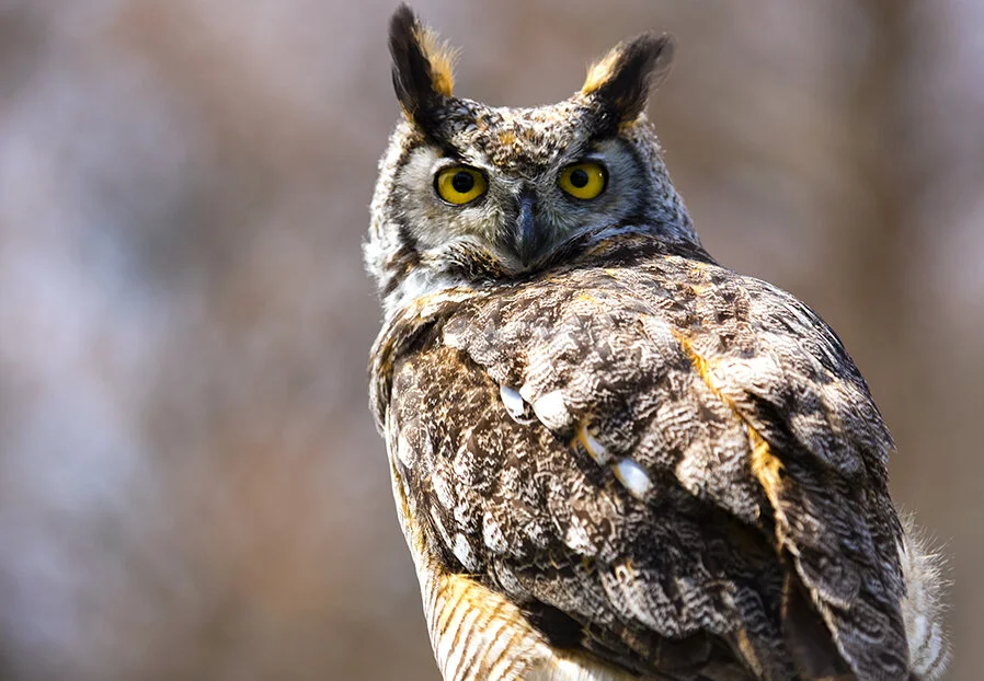 The Canadian Raptor Conservancy brought several raptors to Niagara Falls’ Botanical Gardens for a series of free demonstrations on April 13.