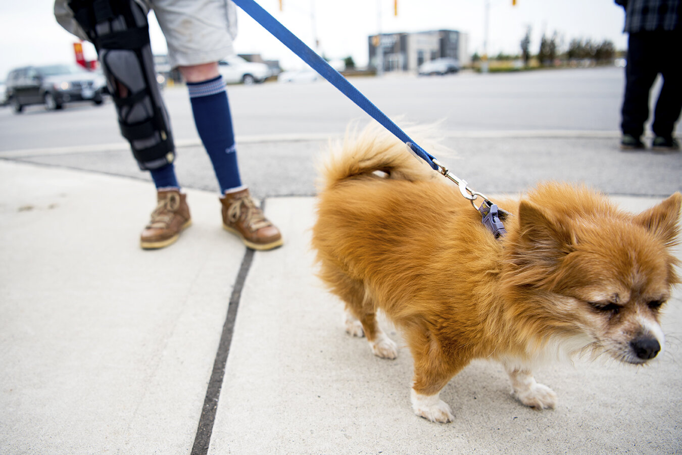 A dog and its owner joined dozens of protestors against Ontario Premier Doug Ford’s minimum wage rollback outside of the Ontario Economic Summit in Niagara-on-the-Lake, where Ford was speaking.