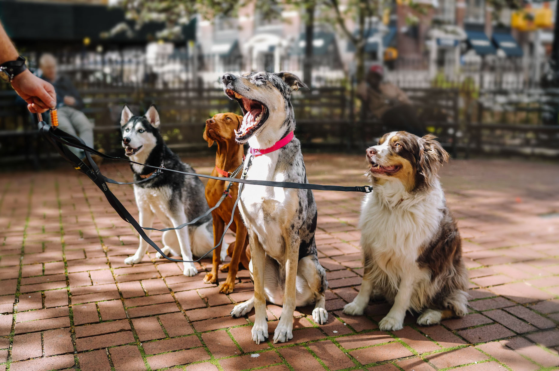 packofodogs.jpg