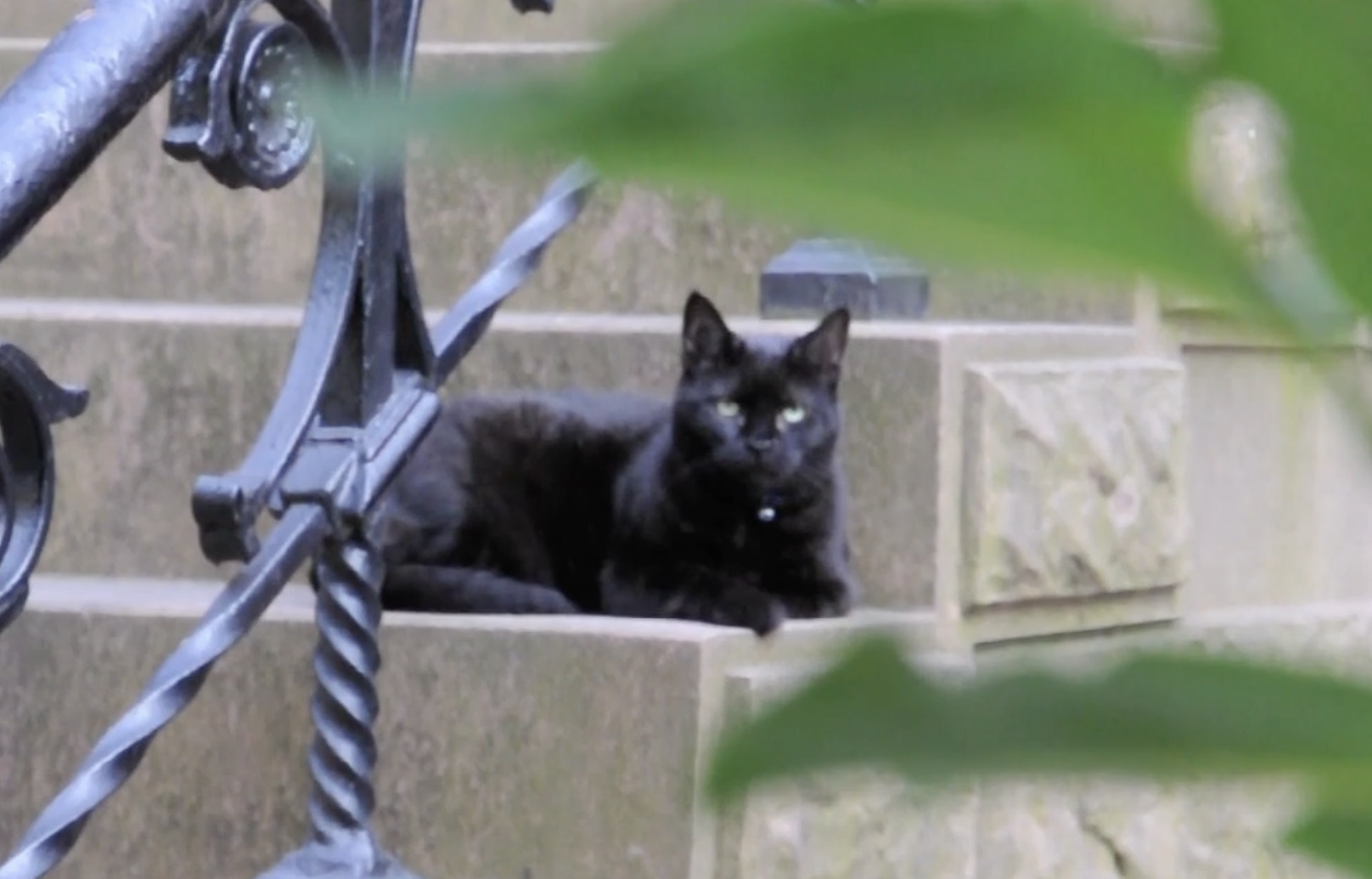  A little video I shot alone on a weekend in Brooklyn and Manhattan looking at urban gardens around the city  